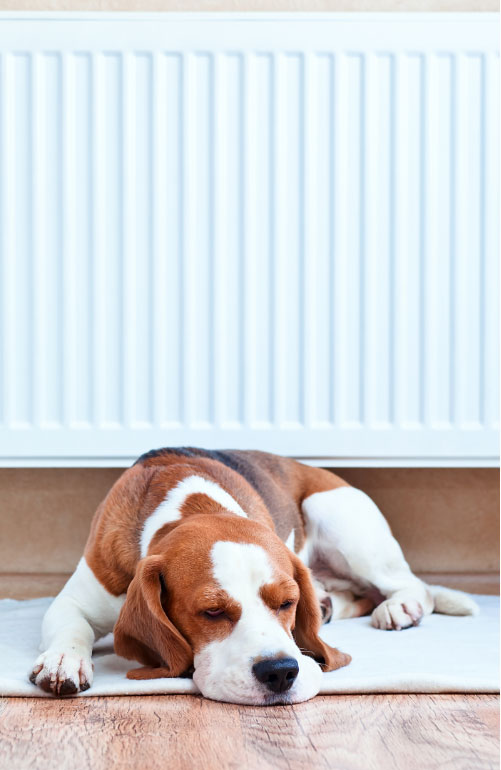 Radiator installed with a dog lying in front of it keep warm